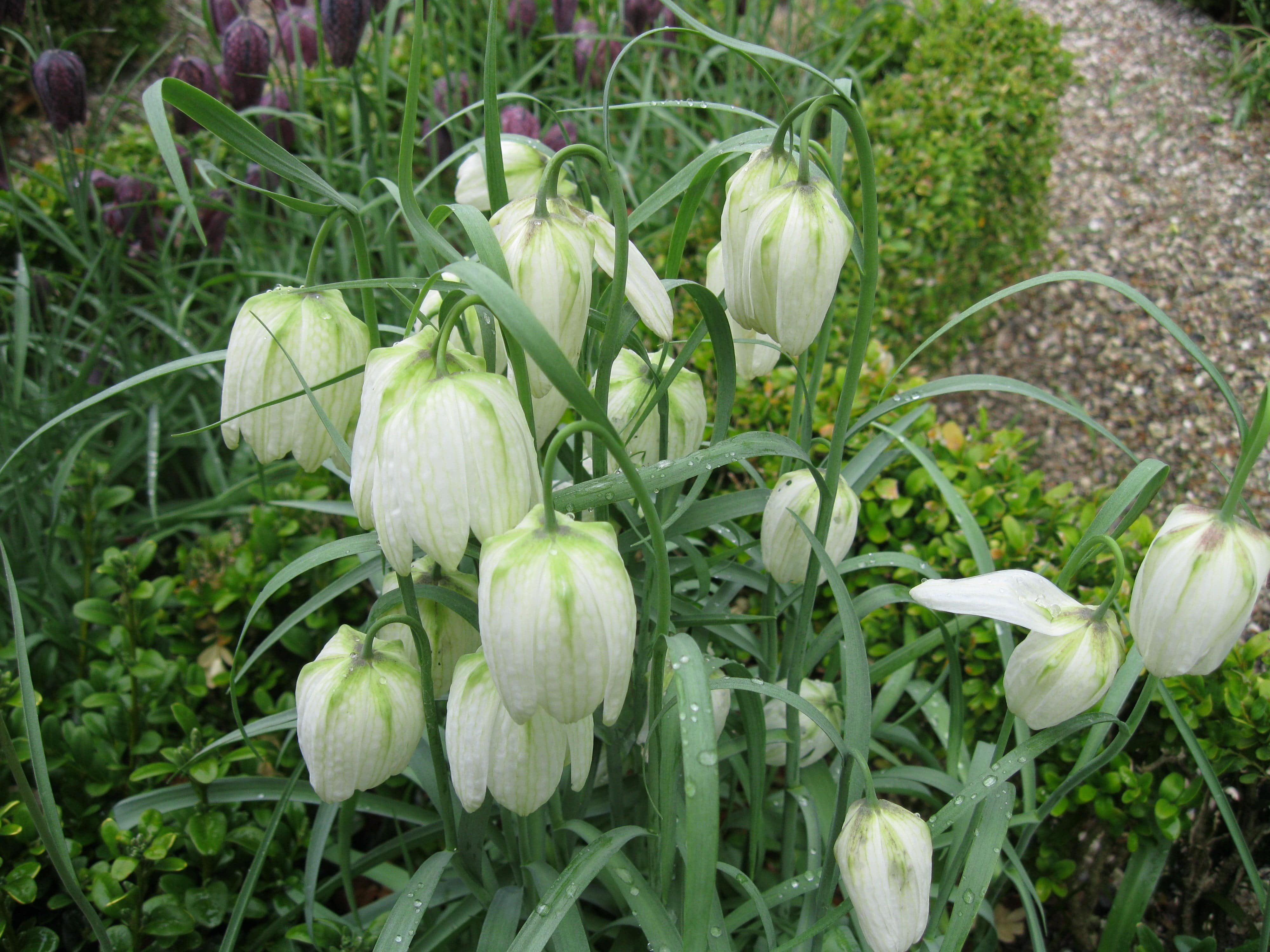 Vibeæg Hvid - Meleagris Alba.